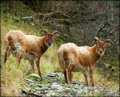 Soay Sheep