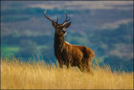 Exmoor Red Deer