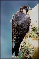 Peregrine