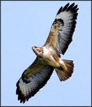 Buzzard