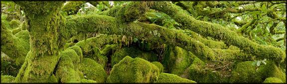 Wistman's Wood, Dartmoor